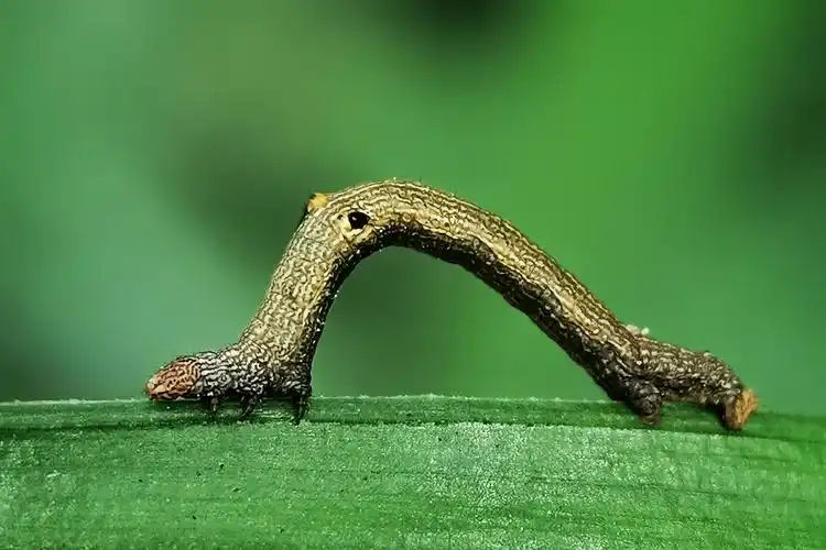 尺蠖尺蛾幼虫手机微距拍摄