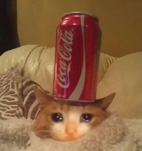 流泪猫猫头可乐流泪猫猫头表情包