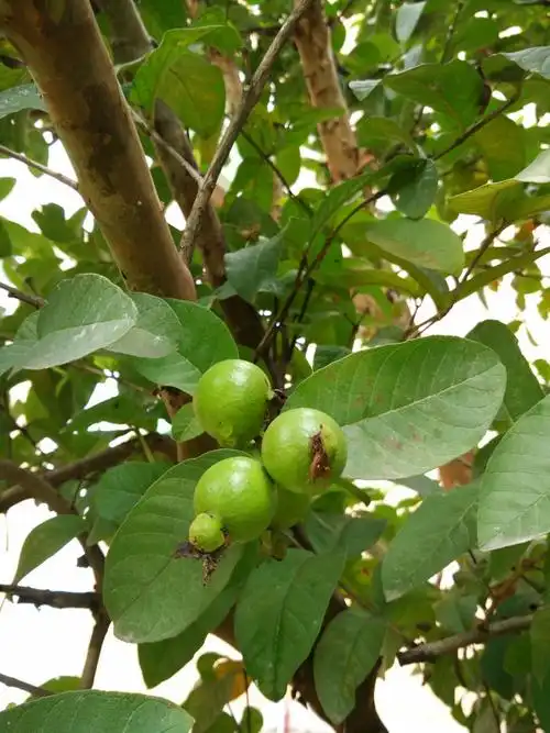 校园里有我爱吃的番石榴