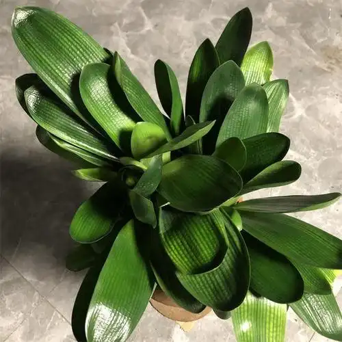 对它都不陌生,但是养君子兰有一个特点,喜欢的人,年年都入新品种,不