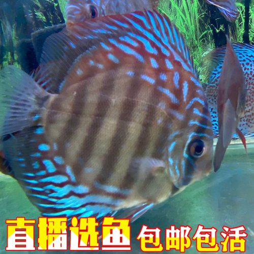 红卡七彩神仙鱼 阿莲卡热带观赏鱼活体 可繁殖 包邮包活 中底层鱼