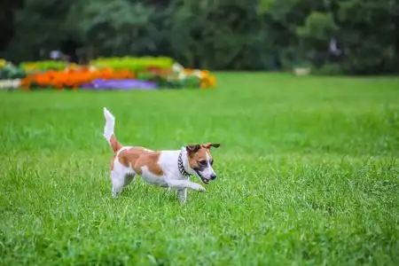 快乐滑稽杰克罗素梗狗玩, 跑和跳跃在公园的绿色草地上照片