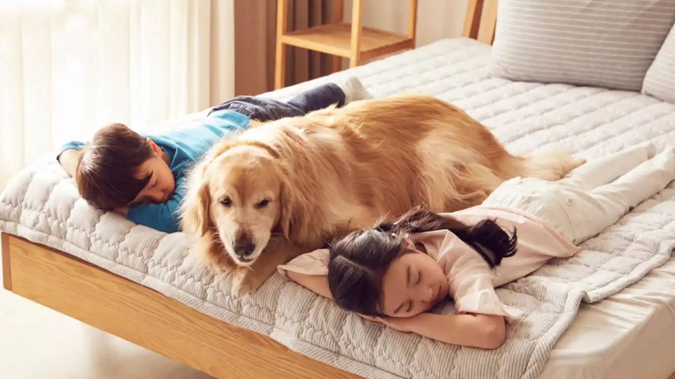 科林弗斯彩虹系列,人和宠物的双重保障