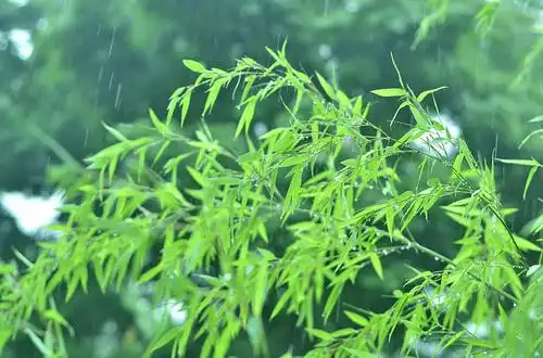 琵琶三月雨