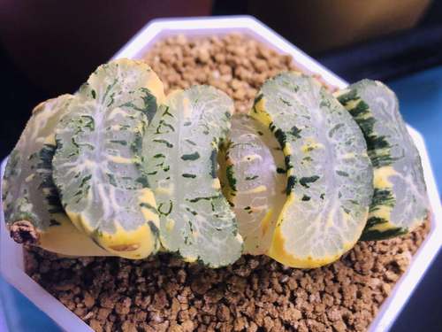 北斋窗浓卷多十二组培稀有品大玉扇写乐瓦苇多肉植物