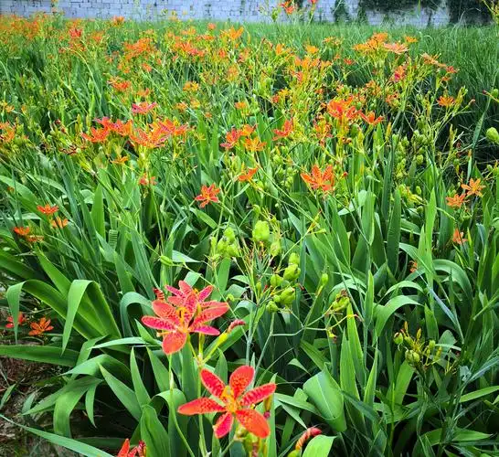 射干盆多年生宿根花卉耐寒耐热耐旱耐湿花期园艺时令草本花卉