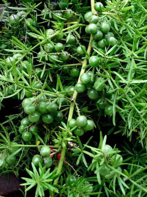 这个植物叫什么名字_百度知道