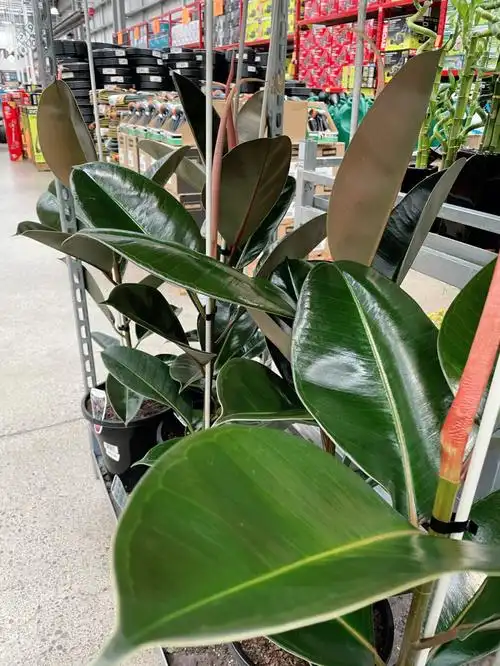 bunnings新上架超大颗橡皮树00