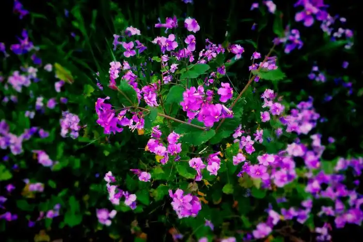 逆天啊!没想到这个春天最美的景色竟然在这里