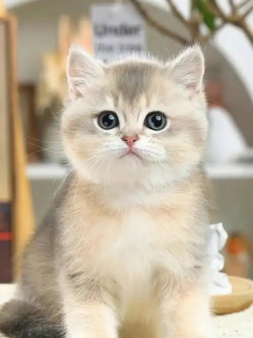 广州佛山猫舍|✨英短蓝金弟弟³ 大头圆脸