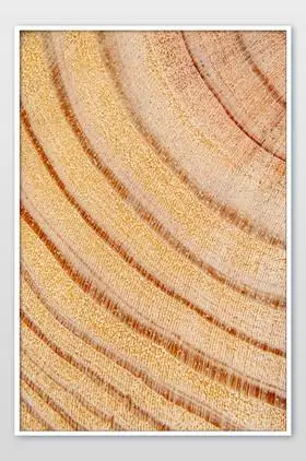 横切松树木纹路树木年轮