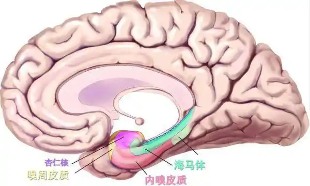 或许是被认为不重要,或者是记忆能力下降,没有转到大脑皮层形成神经