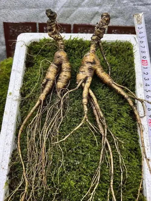 林下参  #人参  #健康养生