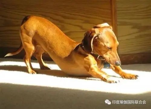 7,直接来到上犬式,膝盖离地噢,老师腿短,不做具体示范啦!