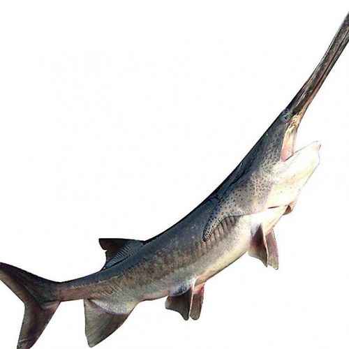 棠鲜生新鲜鸭嘴鱼养殖场自产现杀现发真空包装333斤适合23人食用