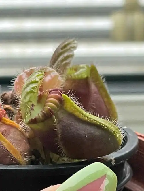 猪笼草真的不用给它们喂虫子