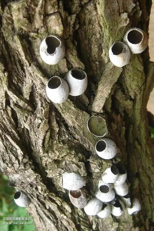 枯树虫茧