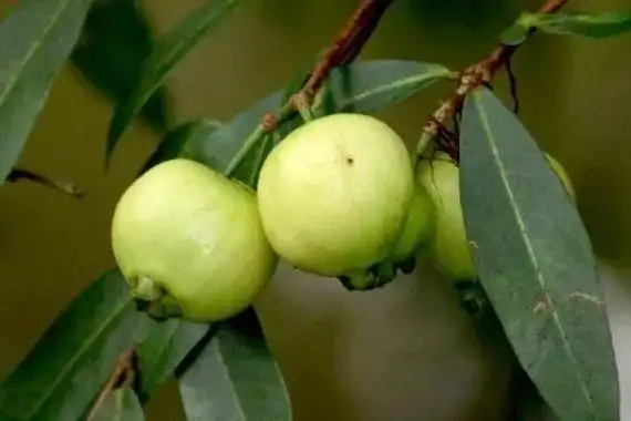 野果100种大全图片及名称,南方很常见的30多种野果 - 玉三网