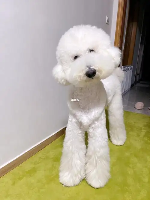 还没睡醒的巨贵