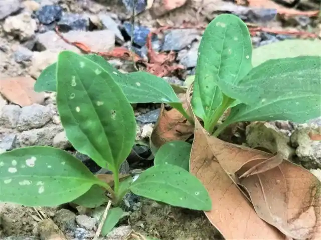 原创农村有一种不起眼的野草,叶子与猪耳朵相似,市场售价5元一斤