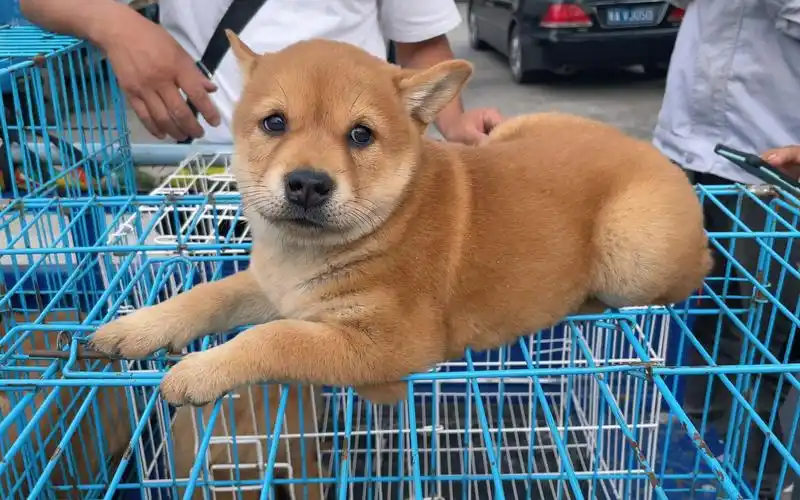 赶集又碰到一条漂亮的土柴狗,但让人无语的事情今天又发生了
