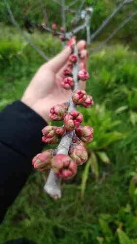 水果西施,邀你来园