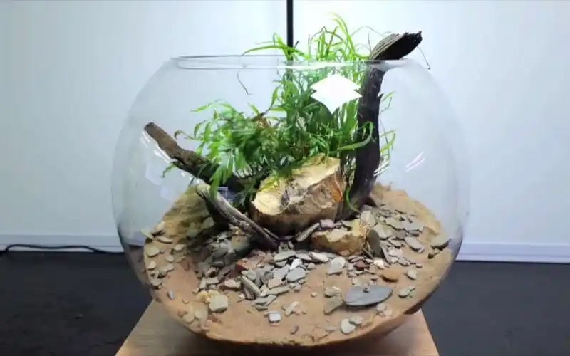 球形鱼缸造景 by md fish tanks 英国造景师