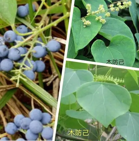 木防己. 搜狗百科 木防己 中药共2个含义 木防己,中药名.