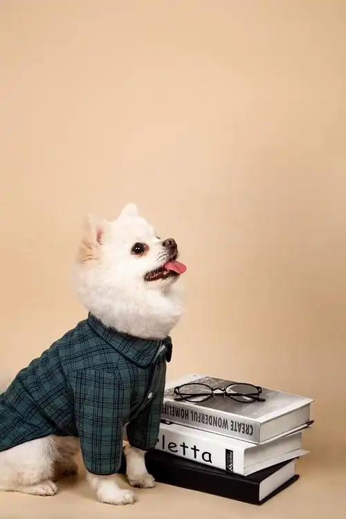 【动物照相馆】博美|摄影|宠物摄影|温文尔雅gj - 原创作品 - 站酷