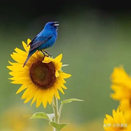 向日葵头像向日葵之所以幸福是因为时刻都微笑着面对阳光