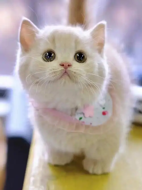满脸写着乖巧可爱纯乳色矮脚猫