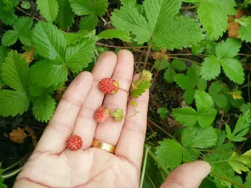 甘河的高粱果熟了!