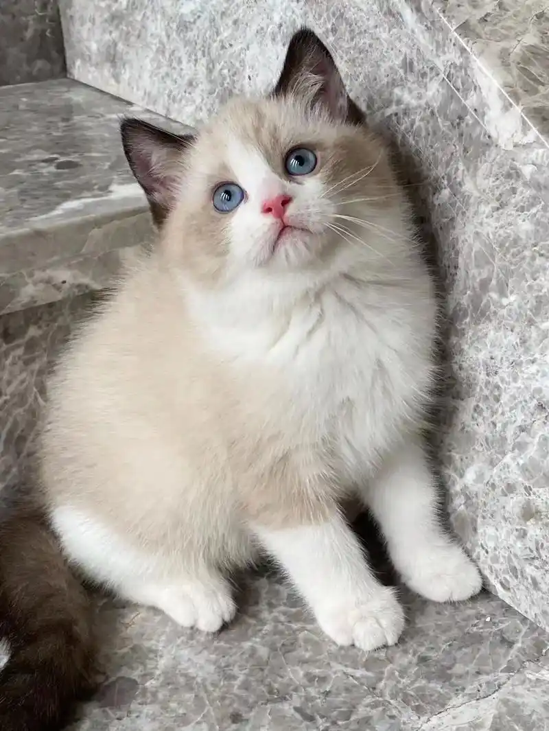 海豹双色布偶妹妹的写真照发出来了