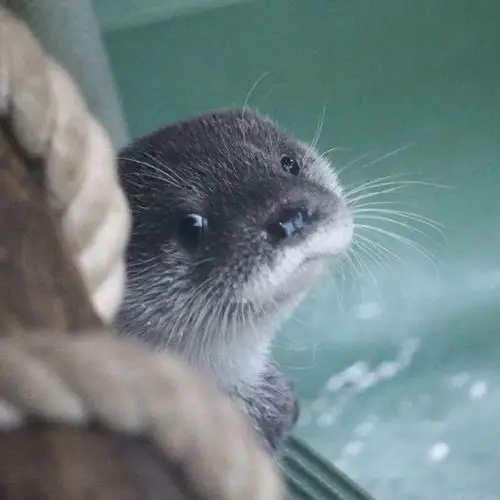 今日份的水獭,请查收!