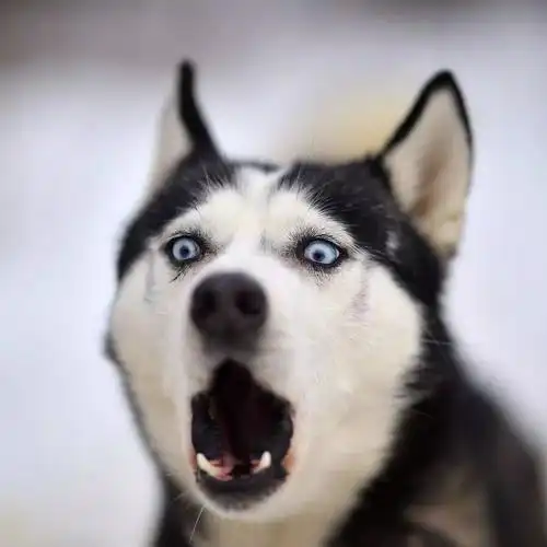 所以过气网红哈士奇到底二不二