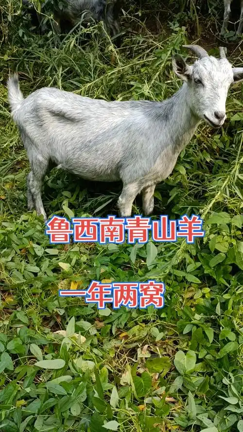 农村养殖#鲁西南青山羊,多胎多羔,一年两窝一窝3-5只,适合农家养殖