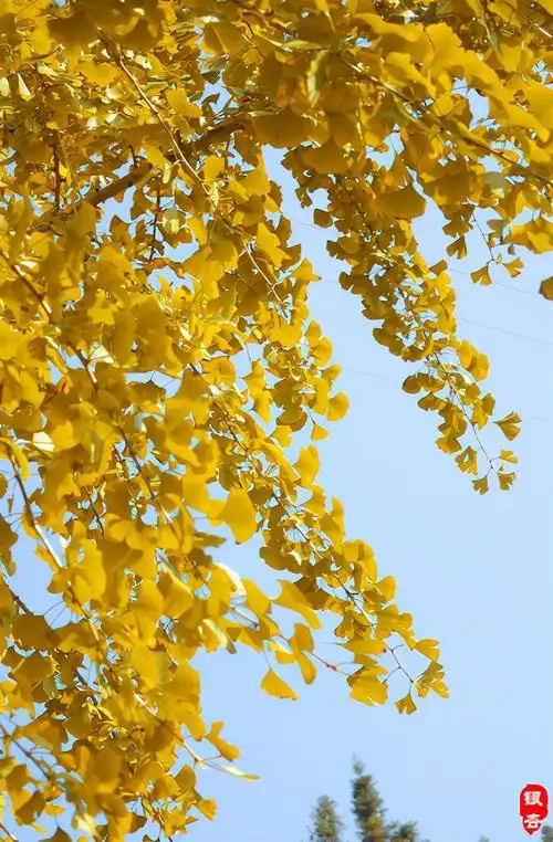 初冬岁月,落英缤纷,此时银杏最是灿烂,满树金黄,在阳光下更加的耀眼
