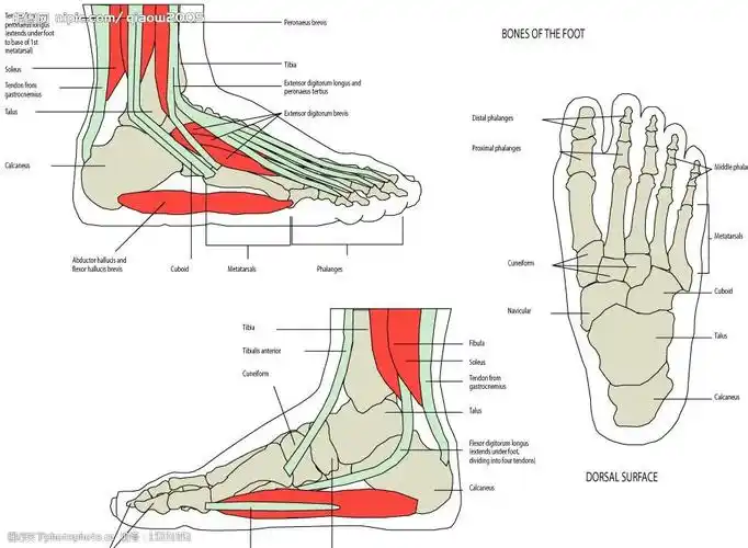 人体骨骼矢量足部图图片