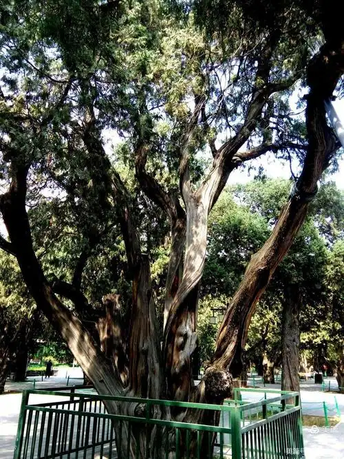 古柏北京的市树为古都增色