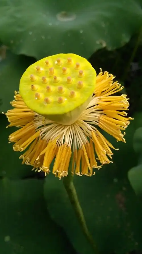 东湖公园荷花展