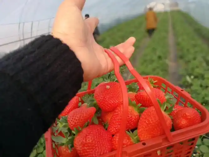 孟津永青草莓园正式开园采摘了