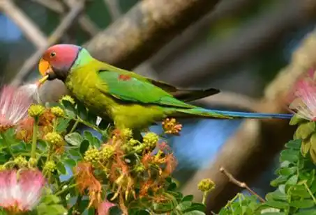 紫红头鹦鹉:它们裹着一条蓝绿色的"围脖"!