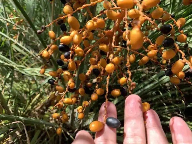 海南土话叫"加丁",果味美,叶子做的扫帚是过年必备的吉祥用具