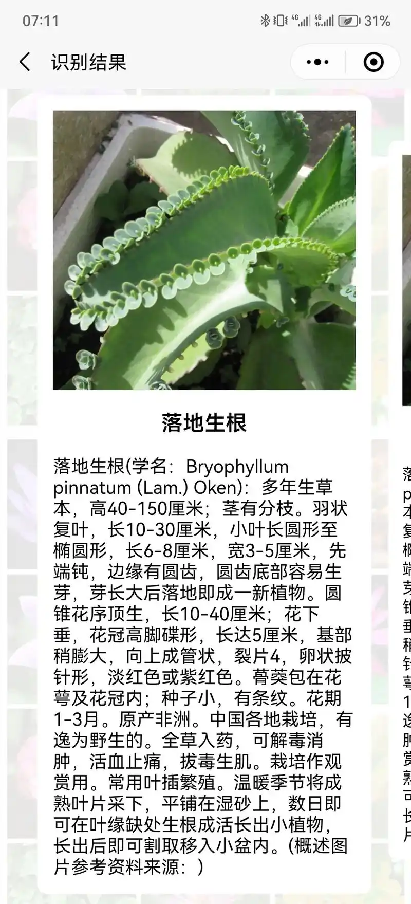 落地生根,又叫不死鸟.花语意义有"一心一意","顽@强"," - 抖音