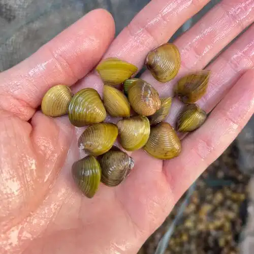 黄金蚬小河蚌溪蚬净水鲜活观赏淡水壳虾鱼缸螺