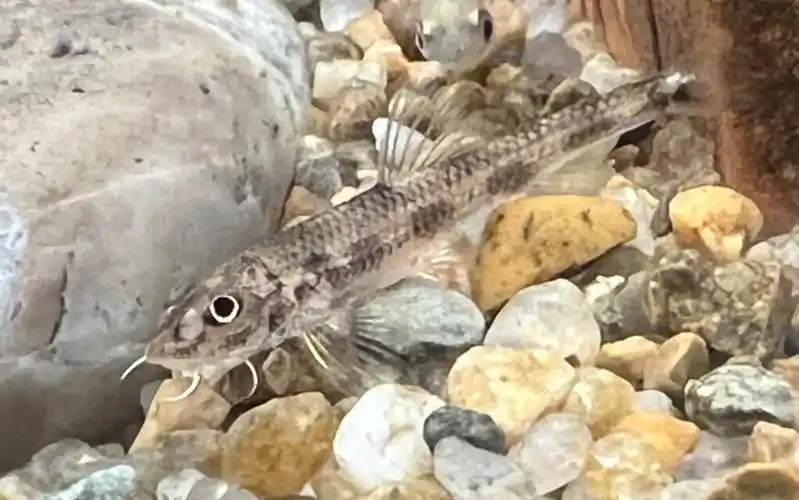 【鳅鮀】吉林产地某种不知名鳅鮀记录