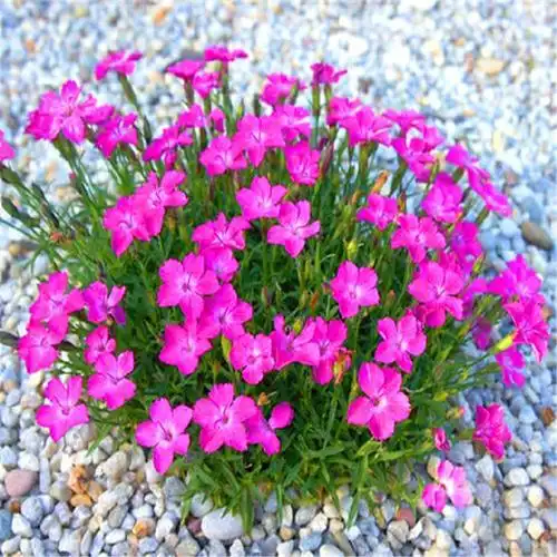 基地大量供应欧石竹欧石竹小苗欧石竹批发