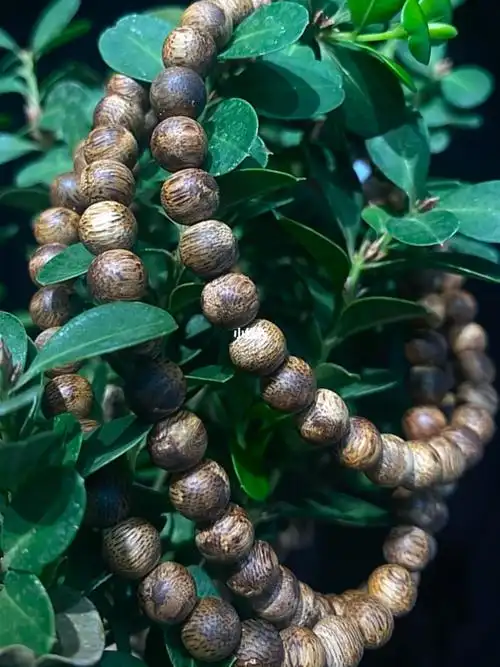 我性即归佛性海翻译"#沉香  #沉香手串  #文玩手串  #奇楠沉香