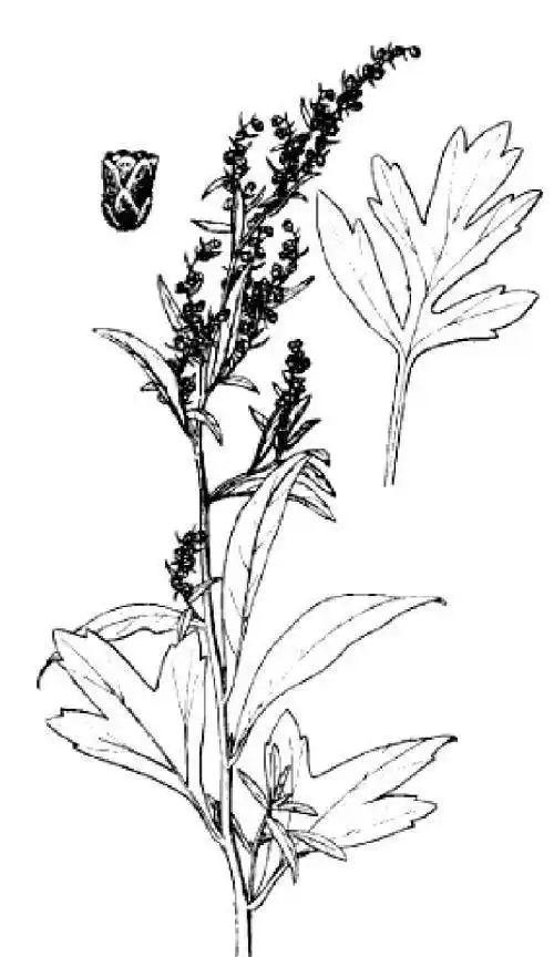 艾草的简笔画图片大全这是一组艾叶简笔画的内容,希望能满足您的需求