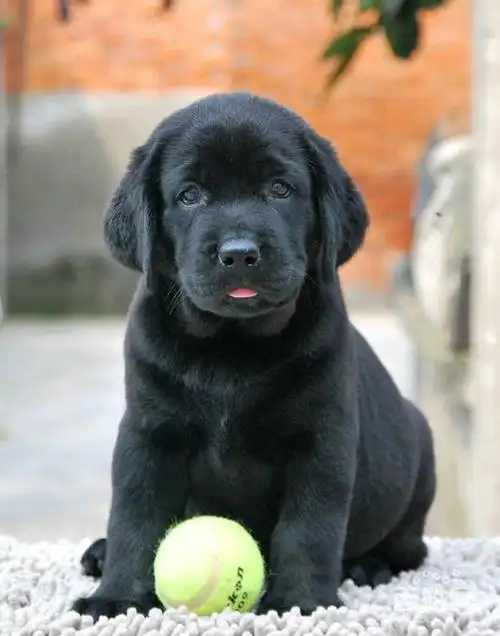 大头高品质 拉布拉多幼犬出售健康纯正好血统多只挑选